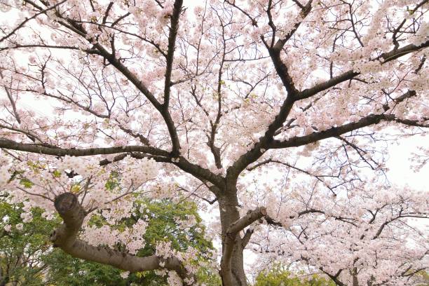 paisagem de cerejeiras brancas - cherry blossom flower head spring flower - fotografias e filmes do acervo