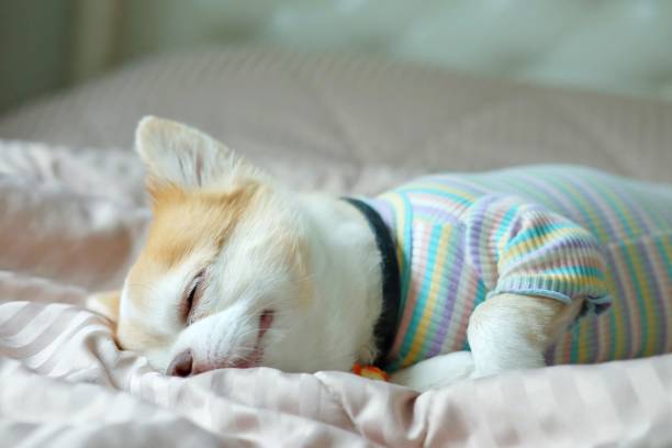 istock Brown chihuahua dog 1310725837