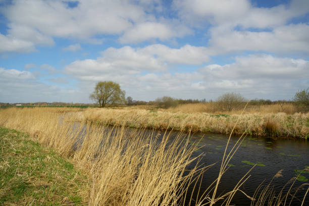 istock nature reserve with a stream and a beautiful cloudy sky 1310725872