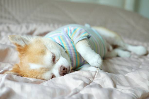 istock Brown chihuahua dog 1310725888