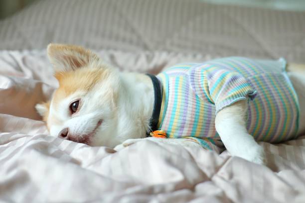 istock Brown chihuahua dog 1310725914