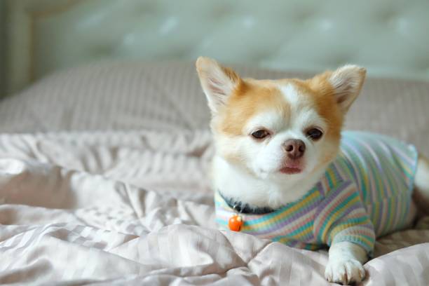 istock Brown chihuahua dog 1310726044