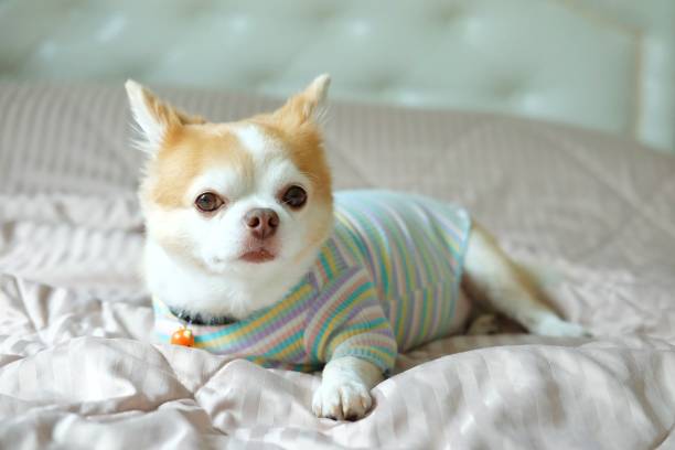 istock Brown chihuahua dog 1310726077