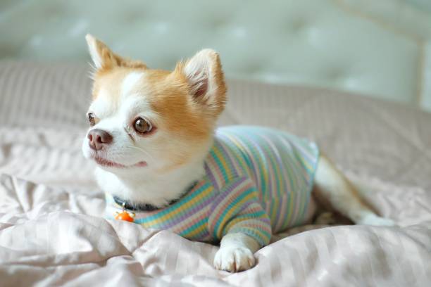 istock Brown chihuahua dog 1310726097