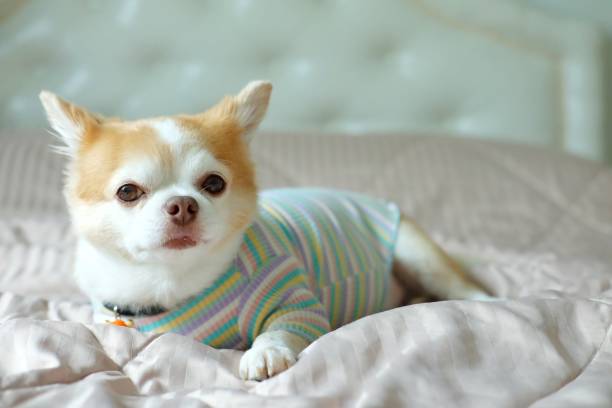 istock Brown chihuahua dog 1310726157