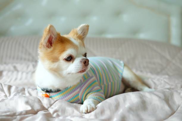 istock Brown chihuahua dog 1310726177