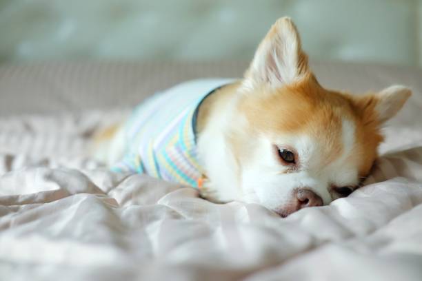 istock Brown chihuahua dog 1310726195