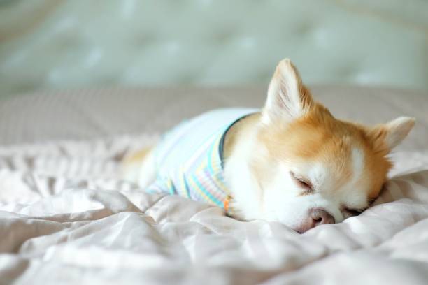 istock Brown chihuahua dog 1310726221