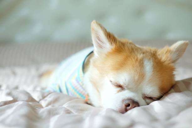istock Brown chihuahua dog 1310726252