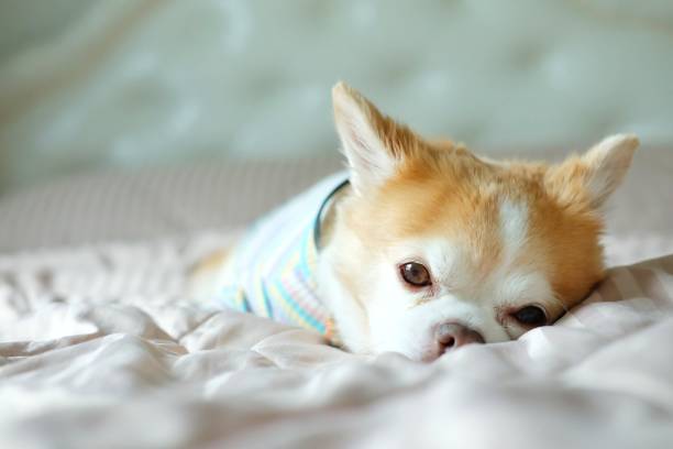 istock Brown chihuahua dog 1310726263