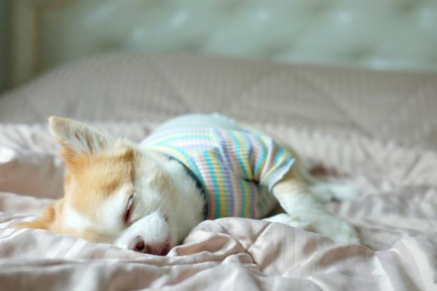 istock Brown chihuahua dog 1310726272