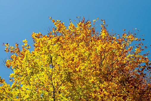 Yellow leaves in front of the blue clean sky in autumn.