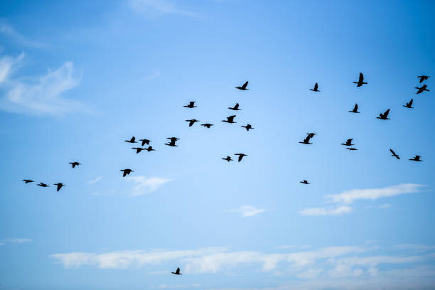istock Flying birds against the blue sky on a sunny summer day. 1310727217