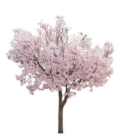 Cherry tree with pink flowers in full bloom, cutout