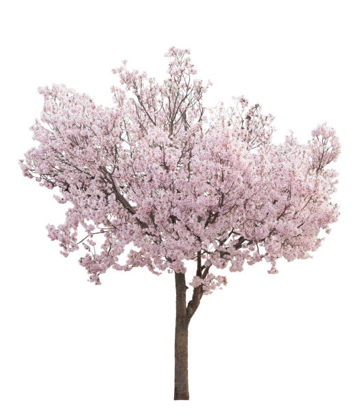 Cherry tree with pink flowers in full bloom Cherry tree with pink flowers in full bloom, cutout cherry tree stock pictures, royalty-free photos & images