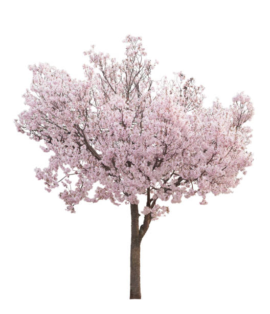 cherry tree with pink flowers in full bloom - cherry tree imagens e fotografias de stock