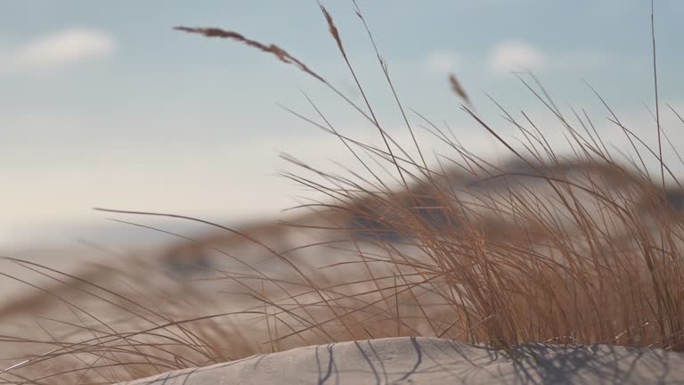 Dune grass on the beach