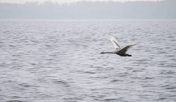 istock Flying Gray Swan. Panning. Beautiful Wild Animal. 1310728024