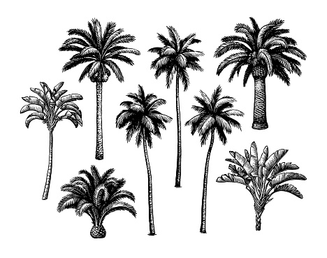Palm trees. Collection of ink sketch isolated on white background. Hand drawn vector illustration. Retro style.