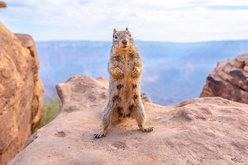 Detail of a squirrel standing on the Canyon in South Kaibab Trailhead. Grand Canyon, Arizona
