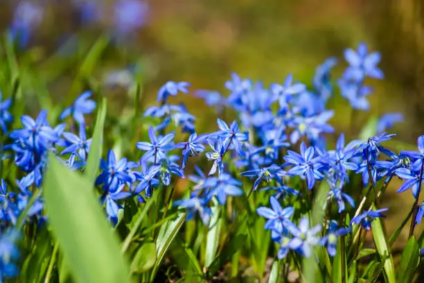 Chionodoxa luciliae blooming in spring in the garden.