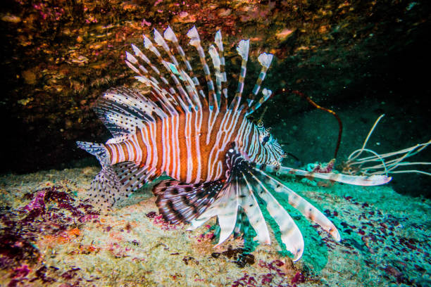 istock Lion fish in Anadaman sea 1310728248