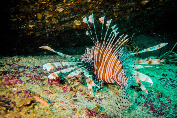 istock Lion fish in Anadaman sea 1310728264
