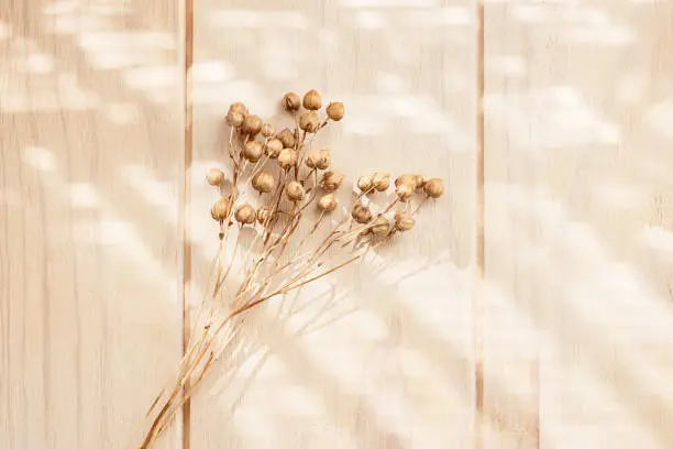 Bouquet of dry flax plant on a wooden neutral pastel beige background with shadows. Soft focus. Monochrome minimalist floral background with copy space. Flat lay.