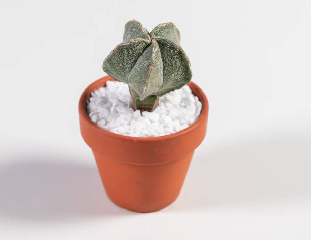 istock Astrophytum Myriostigma Cactus. Isolated on white background. Close Up 1310728513