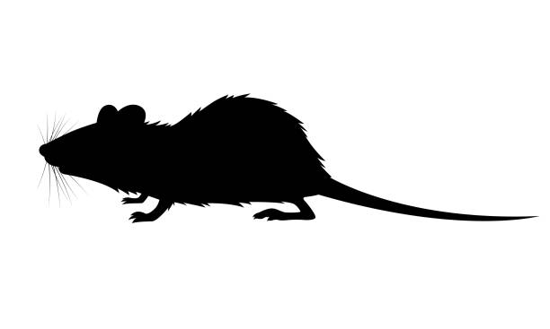 illustrazioni stock, clip art, cartoni animati e icone di tendenza di ratto ombra grafica - ratto