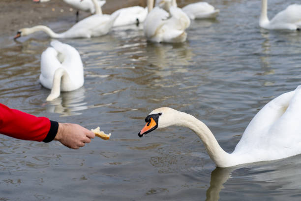 istock A man feeds a swan with bread from his hand 1310729446