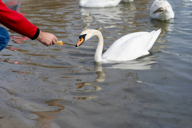 istock A man feeds a swan that is floating on the river with his hand 1310729593