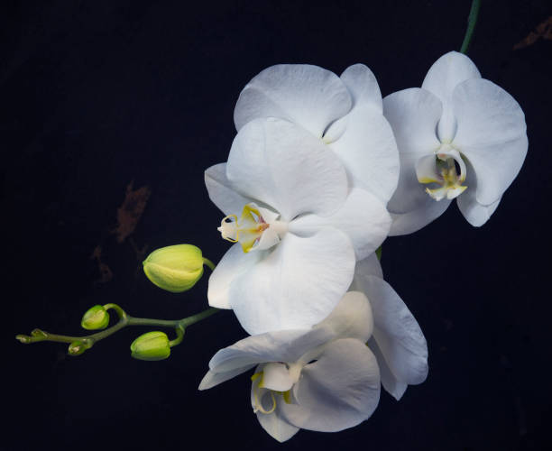 istock Phalaenopsis; royal class moth orchid in bloom 1310731472