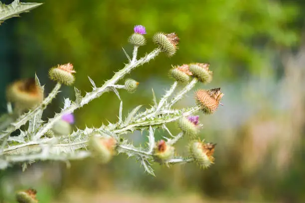 Photo of Cirsium vulgare blooming in summer on a meadow in Poland. A popular field plant.