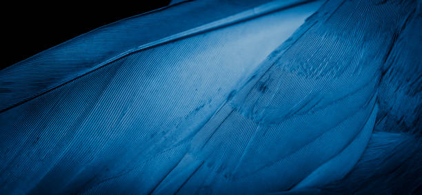istock blue feather pigeon macro photo. texture or background 1310731581