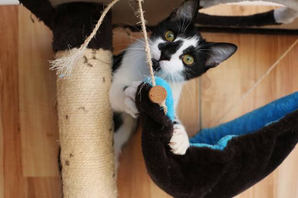 istock a funny small black and white cat have fun on the scratching post 1310731914
