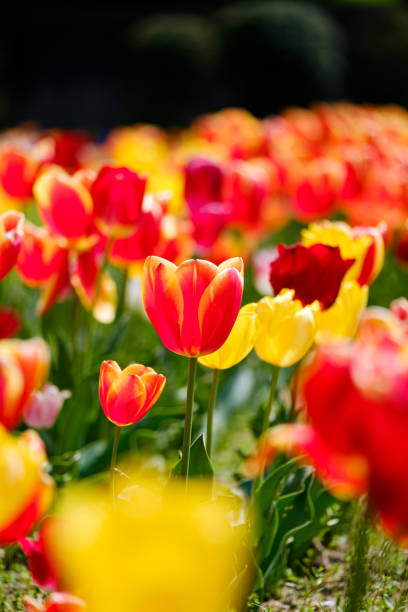 gruppe von bunten tulpe auf park - flower market flower shop market flower stock-fotos und bilder