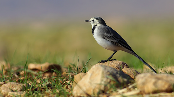 Motacilla alba bird rests on a light brown stone ( White Wagtail )