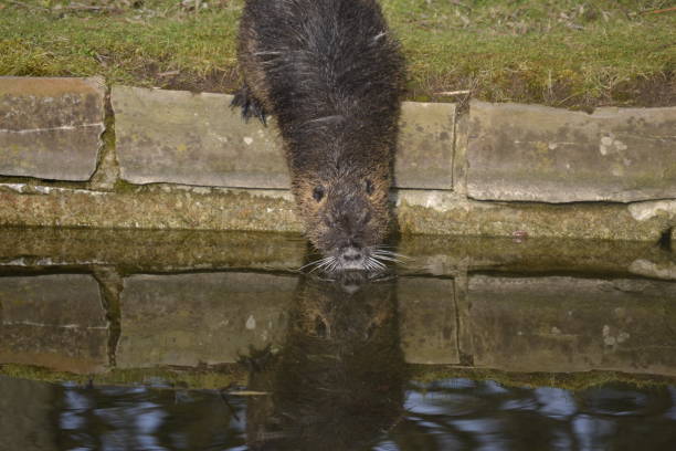 istock The beavers that are also looking for food. 1310735799