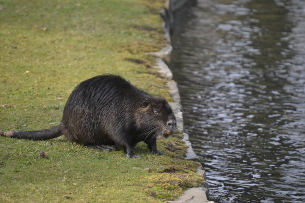 istock The beavers that are also looking for food. 1310735916