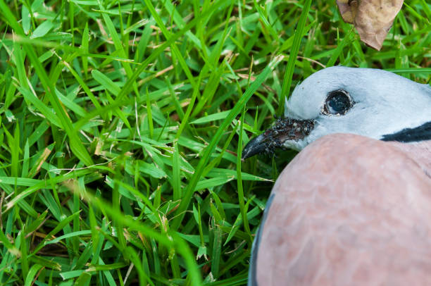 la paloma muerta en la hierba - accident animal bird animal body fotografías e imágenes de stock