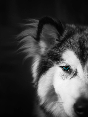White Walker inspired dog portrait. Alaskan Malamute male dog in black and white. Blue eyes and curious look. Selective focus on the eyes, blurred and isolated black background.