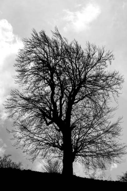 istock silhouette of a deciduous tree in front of cloudy sky 1310736170