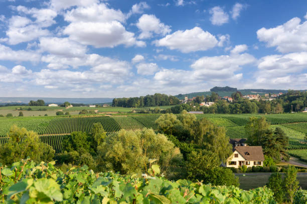 istock Row vine grape in champagne vineyards at montagne de reims 1310736183