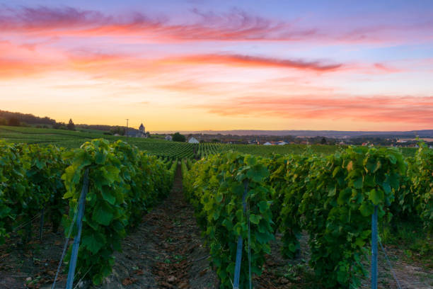 istock Row vine grape in champagne vineyards at montagne de reims 1310736184
