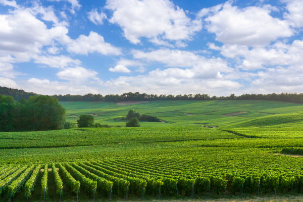 istock Row vine grape in champagne vineyards at montagne de reims 1310736186