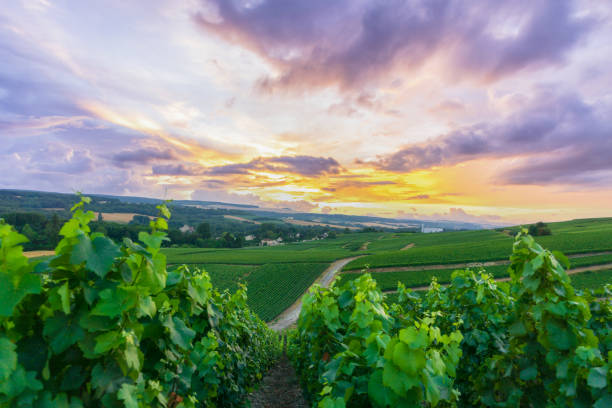 istock Row vine grape in champagne vineyards at montagne de reims 1310736194