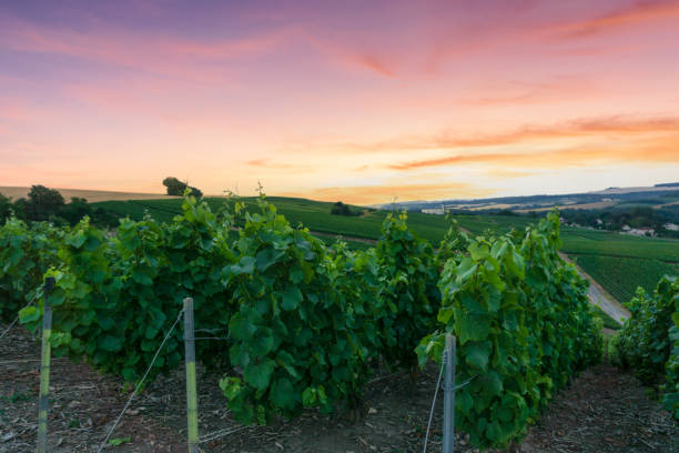 istock Row vine grape in champagne vineyards at montagne de reims 1310736215