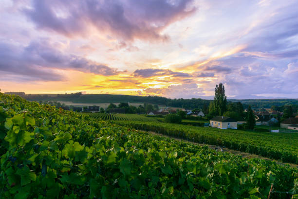 istock Row vine grape in champagne vineyards at montagne de reims 1310736230