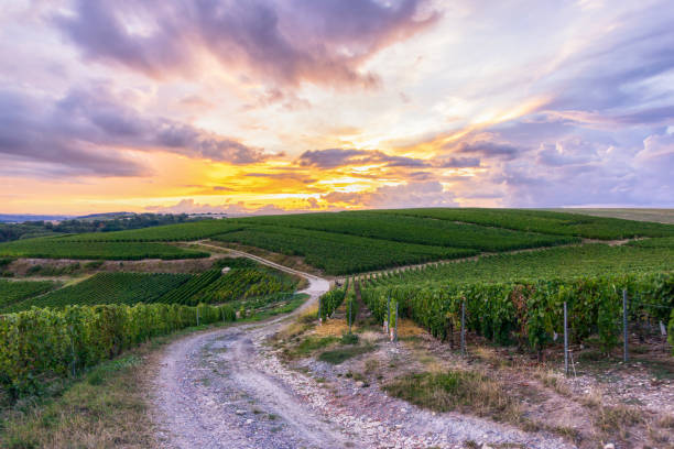istock Row vine grape in champagne vineyards at montagne de reims 1310736232